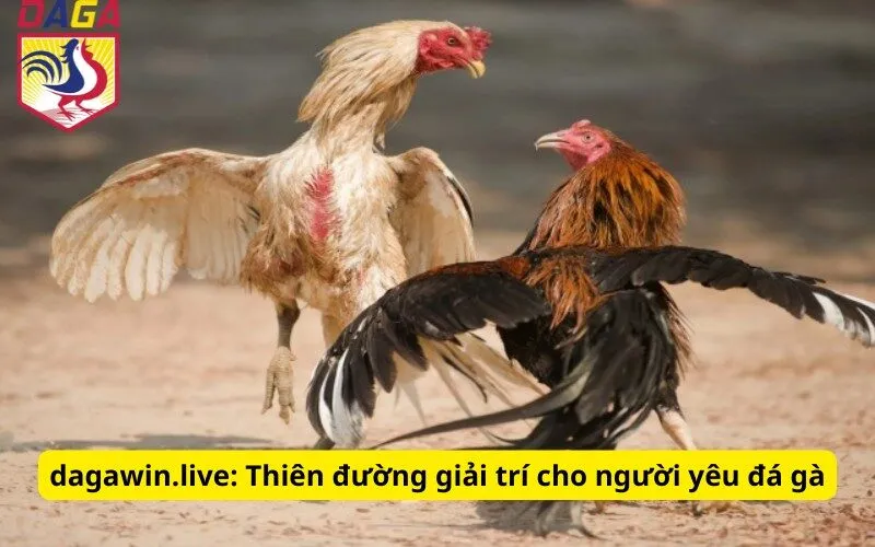 motrin247.us.com: Thiên đường giải trí cho người yêu đá gà